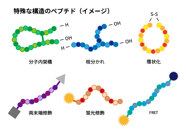 特殊な構造のペプチド（イメージ）